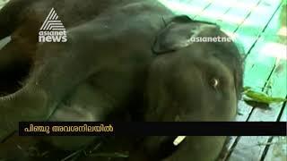 Baby Elephant Pinchu's health condition in critical