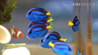 top 10 most beautiful fishes in the world 2018   fishes name and pictures creativecommons SuperTop