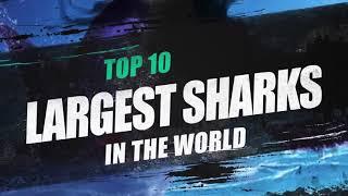 TOP 10 BIGGEST SHARKS IN THE WORLD