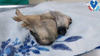 Rescue Homeless Puppy In Critical Condition Was Waiting For Help