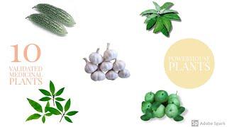 Top 10 scientifically validated medicinal plants Part one