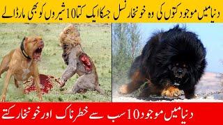 Top 10 MOST Dangerous Dog Breeds in the World (2020) | Dunya Knowledge