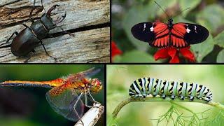 Top 10 information about insects