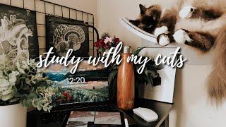 Real-Time STUDY WITH ME and my Cats \ 1 hour + 15 min breaks