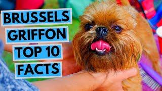 Brussels Griffon - TOP 10 Interesting Facts