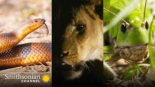 Lions, Hippos, Cobras! 