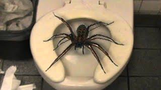 Top 10 Insects And Spiders You Won't Believe Exist