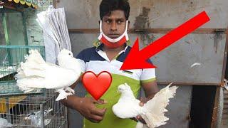 Biggest fancy pigeon market in bangladesh