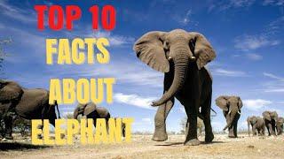 Top 10 facts about Elephant #biggest #animals #elephant #top10 #information  #facts #elephantvideos