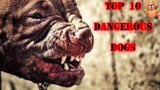 TOP 10 DANGEROUS DOGS||MIND BLOWING UTKARSH||