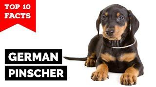 German Pinscher - Top 10 Facts