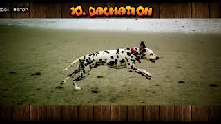 Top 10 activities dogs