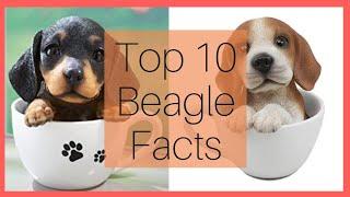 Beagle Dog: Top 10 Facts