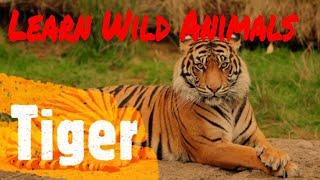 Wild Animals for Play Group Kids |Top 10 Wild Animals for small Kids | Wild Animals for KG Kids |