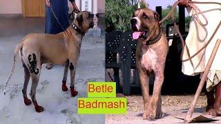 Betle Badmash Best of Pakistan Bully Dog || Best in the wold Bully Dog Betle || By Nafa tv hd