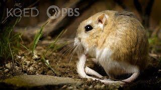 Kangaroo Rats Are Furry, Spring-Loaded Ninjas | Deep Look