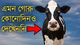 দুনিয়ার সবথেকে বড় গরু || Biggest cow in the worl