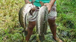 Best Hand Fishing | Amazing Boy Catching Giant Big Snakehead Fish In Mud Water.