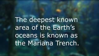 Top 10 facts about the Ocean