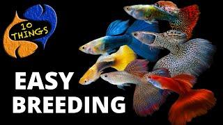 Top 10 Easiest Fish To Breed