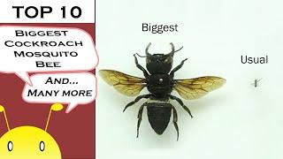 Top 10 Biggest Animals by Type (Insect Edition)