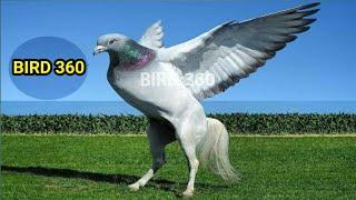 10 Most Gorgeous Pigeons In The World