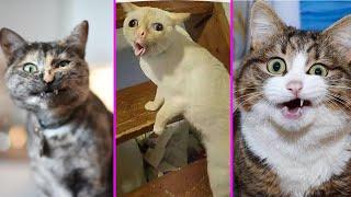 Funny Cat Reaction to Sticky Tape  Baby Kittens Challenge  With Sticky Note  Top Funny Cat Video