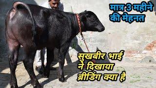 सुखबीर भाई ने कैसे किया Top का Calf तैयार@Quality Calf rearing✓Diet plen//Dairy Farmer