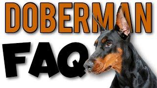 Top 10 Questions About Doberman Pinschers