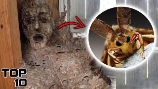 Top 10 Scary Asian Gypsy Moth Facts You Should Know