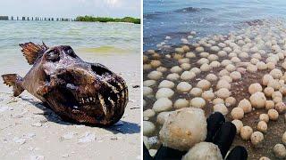 10 WEIRDEST Things That Washed Up On The Beach!