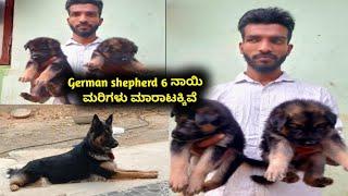 German shepherd puppies for sale || 8123498955 || 8660330519 || dog market in Bangalore ||