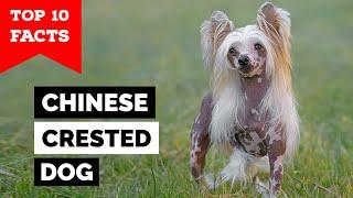 Chinese Crested Dog - Top 10 Facts