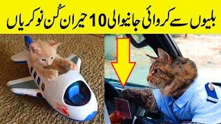 Top 10 Job Titles Held By Cats in Urdu/Hindi | بلیوں سے کروائی جانیوالی دس عجیب و غریب نوکریاں | UIL