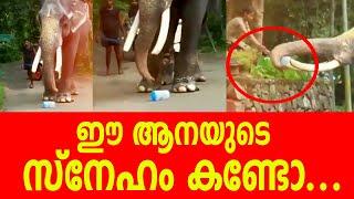 ആ ചേച്ചിയാകെ പേടിച്ചുപോയി |  ആനയുടെ സ്നേഹം കണ്ടോ | Elephant | Jug | Road | Kerala Lady