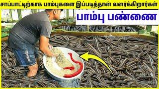 ஒரே இடத்தில் கோடிக்கணக்கான பாம்புகள் | Snake Farming In China | TAMIL AMAZING FACTS | Snake Farming