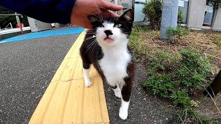 港で出会ったハチワレ猫が可愛過ぎ