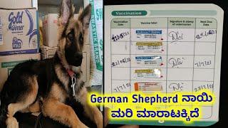 German Shepherd puppy || 8892501713 || in kannada || in karnataka ||