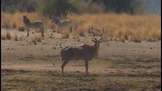 Ultimate African Planes game Kudu Hunt. Caprivi at it's Best