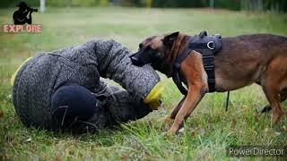 Top 10 Most Aggressive Dogs Breeds, Temperaments and information 2020