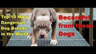 Top 10 Most Dangerous Dog Breeds in the World (2020) || इन कुत्तों से सावधान रहें