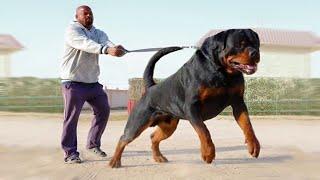 The 10 Best Dogs For The Country
