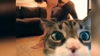 Funny Cats Fails Compilation (Vines, Fails and Funny Moments)
