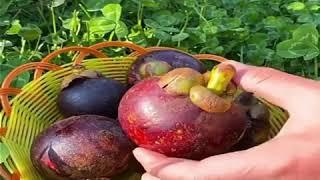 Amazing Fruits | Top 10 Fruits | in the World | RED ARMY'S POWER