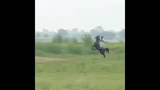 top best horse riders | horse riding skills | horse riding information | tent pegging #shorts