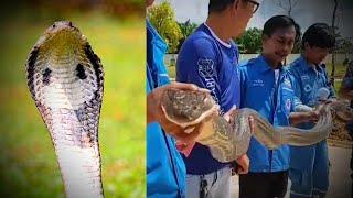 5 Slithery Stories About Cobras