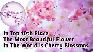 In Top 10 Place The Most Beautiful  Flower In The World Is Cherry Blossoms.