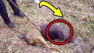 This Guy Tried To Rescue A Beaver, Got A Surprise Instead