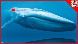 TOP 10 LARGEST ANIMALS in the WORLD