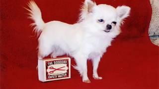 World Smallest Dog | Biggest currency | Top 10 Facts | S World's Facts | Fact Episode - 20